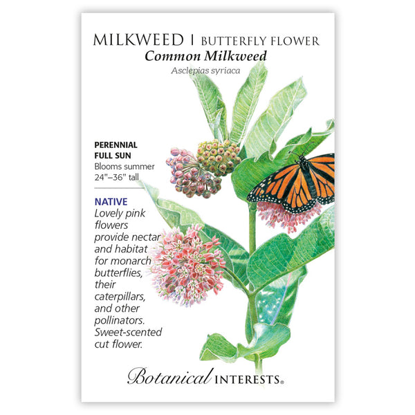 Milkweed - Common