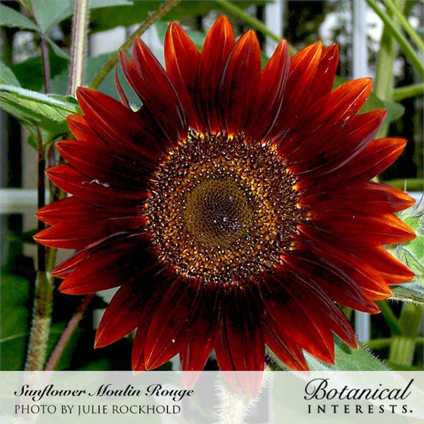 Sunflower - Rouge Royale