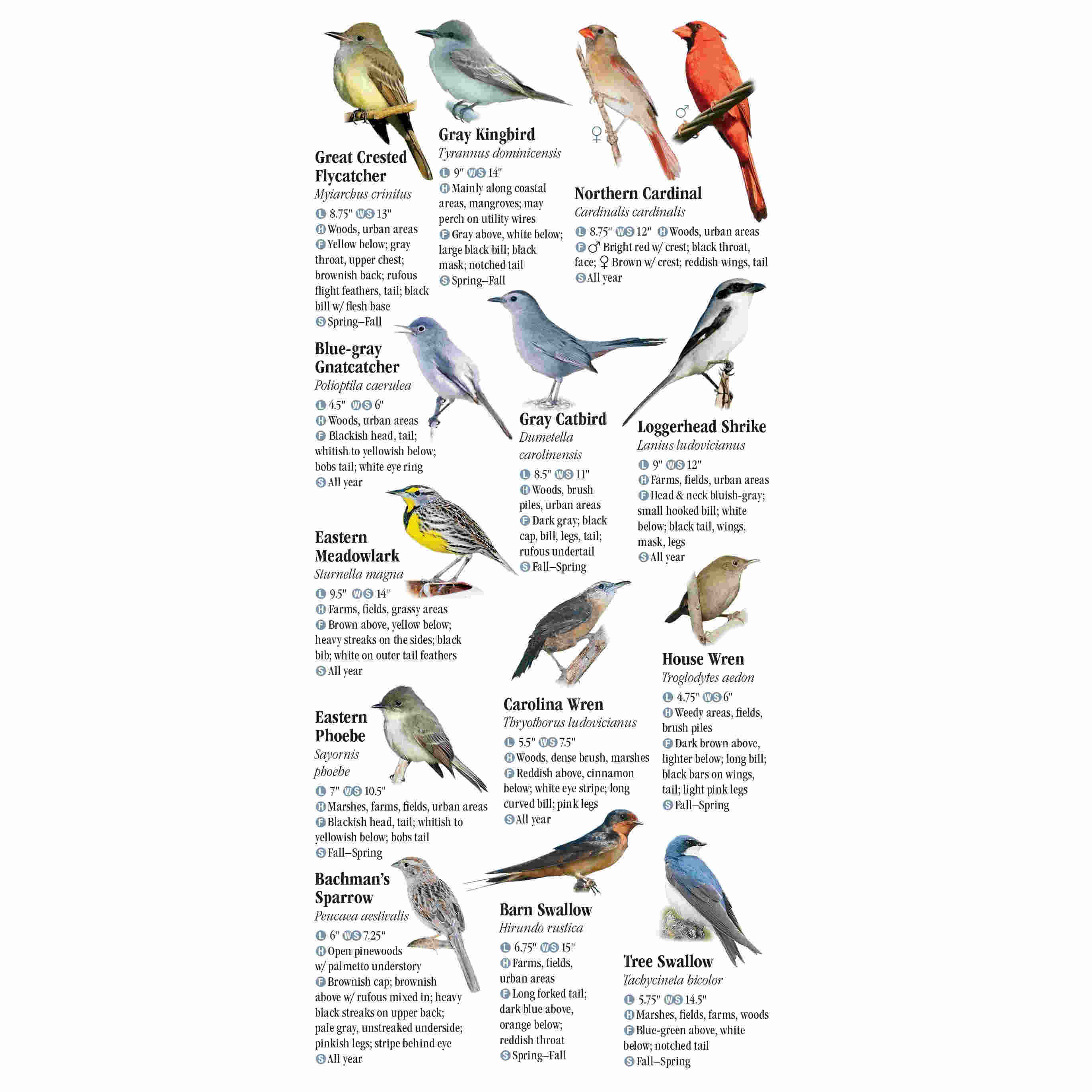 Birds Of Central Florida Folding Pocket Guide - The Shop at Bok
