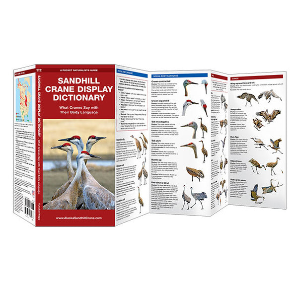 Sandhill Crane Display Dictionary Folding Pocket Guide