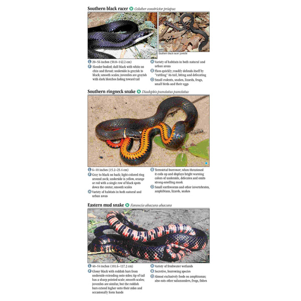 Snakes Of Central Florida Folding Pocket Guide