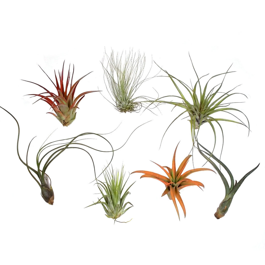 Air Plants