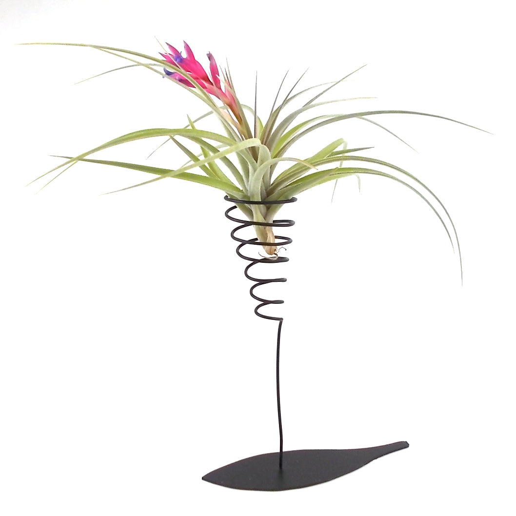 air plant metal stand Air Plant Display Stands