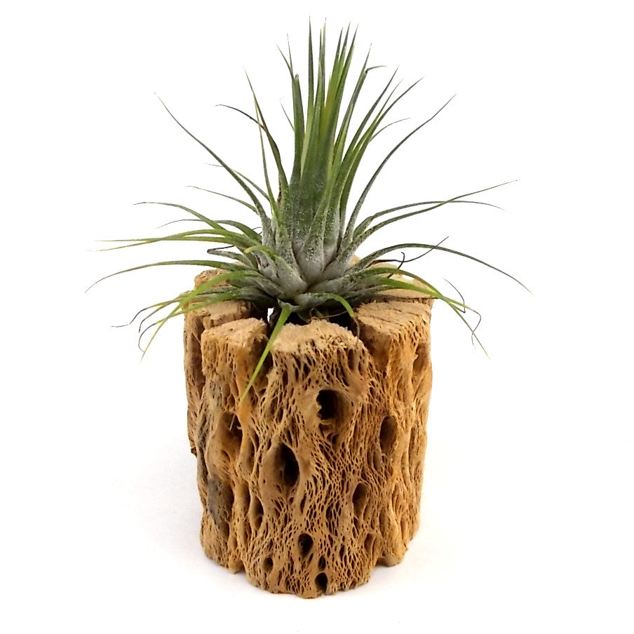 cholla wood air plant Air Plant Display Stands