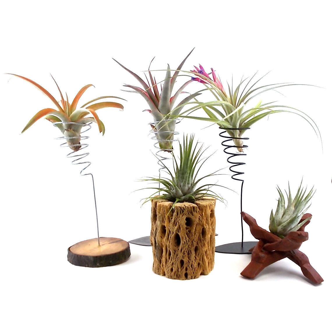 air plant metal stand Air Plant Display Stands