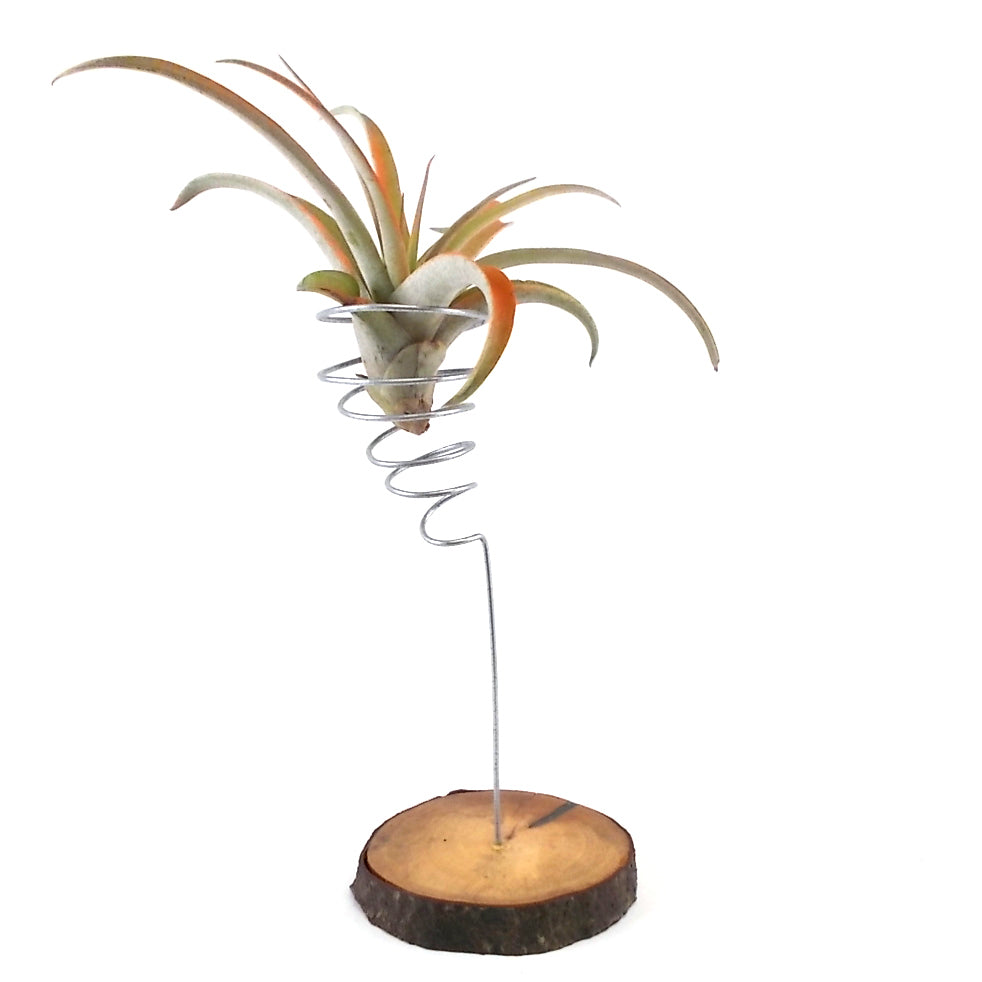 air plant metal stand Air Plant Display Stands