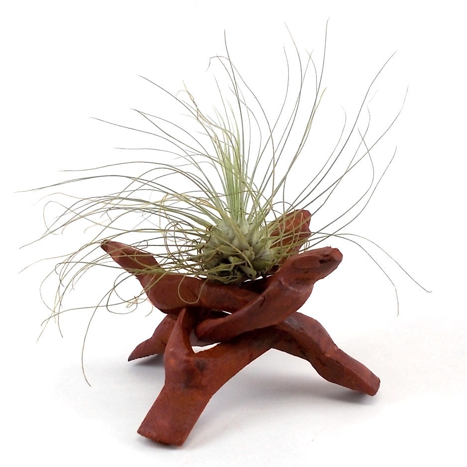 air plants arrangements Air Plant Display Stands